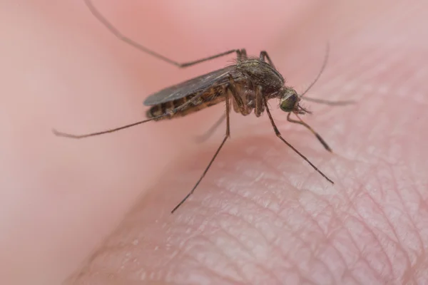 Macro de sangue sugador de mosquitos — Fotografia de Stock