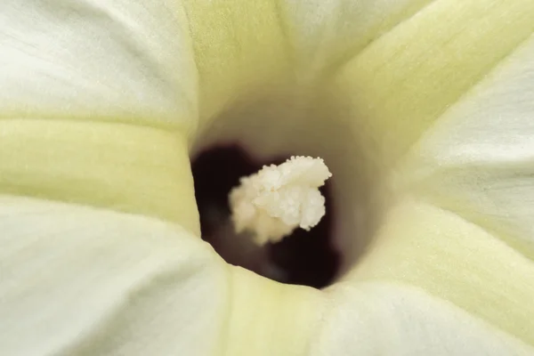 Kwiat żółty pyłek biały kolor — Zdjęcie stockowe