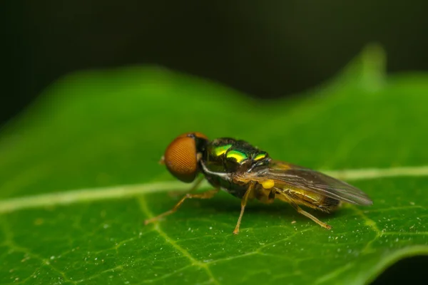Makro mucha owad — Zdjęcie stockowe