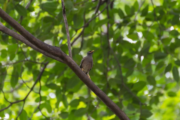 Uccello (Starling, Acridotheres, Myna comune) su un albero — Foto Stock