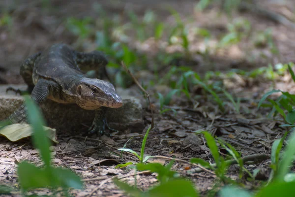 Asijské vody Monitor ještěrka — Stock fotografie