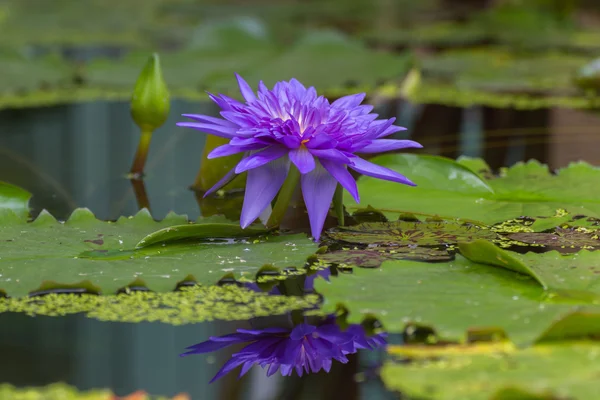 Fleur de lotus couleur pourpre — Photo