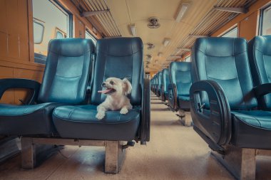 Tren köpek