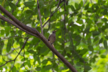Bir ağaçta kuş (Starlings, Acridotheres, ortak myna)