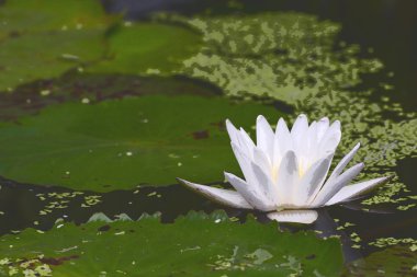 Lotus çiçeği beyaz renk