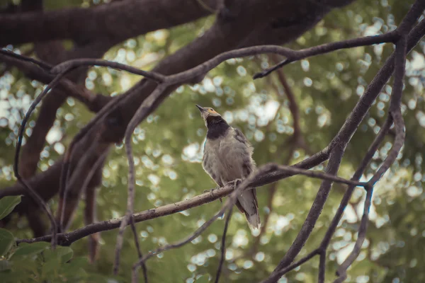Ptak (Black-collared szpak, Sturnus nigricollis) na drzewie — Zdjęcie stockowe