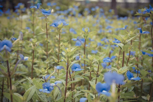 Bloem (Blue Hawaii) — Stockfoto