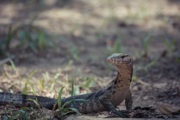 Asian water monitor lizard — Stock Photo, Image