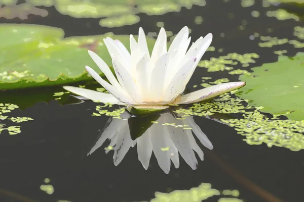 Kolor biały kwiat lotosu — Zdjęcie stockowe