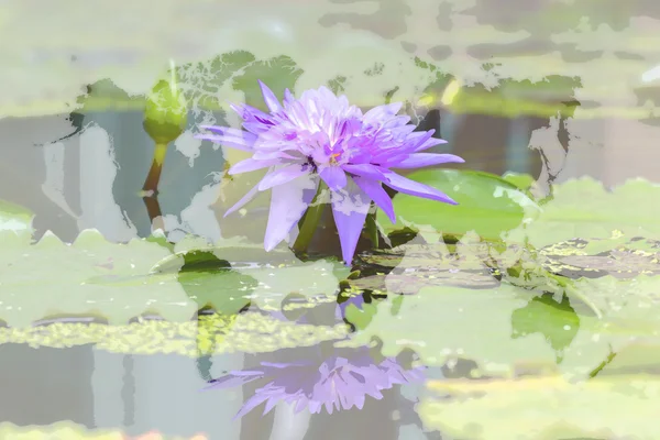 Цветок лотоса фиолетовый — стоковое фото