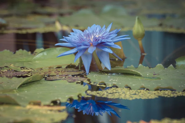 Fleur de lotus couleur pourpre — Photo