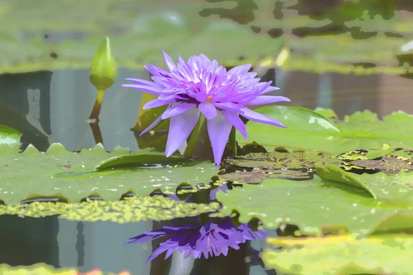 Lotusblume violette Farbe — Stockfoto