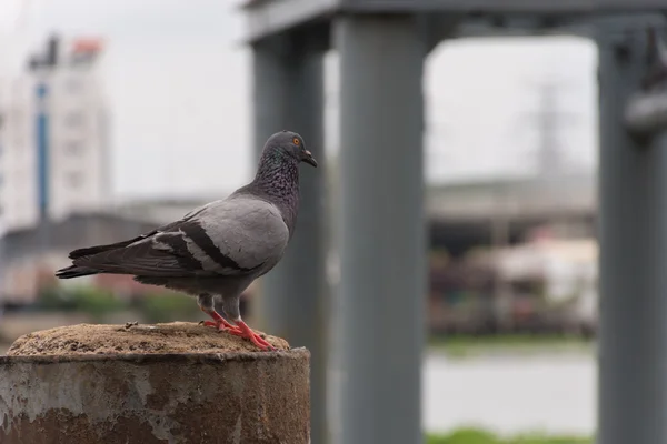 Bir bağlantı noktası ya da liman kuş (güvercin, güvercin) — Stok fotoğraf