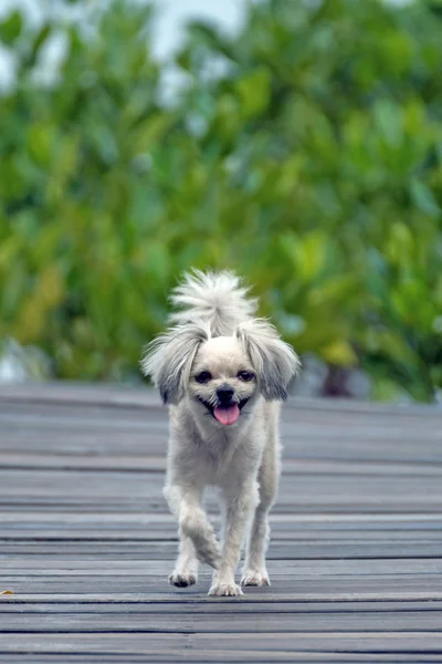 Cane così carino viaggiare a Mangrove Forrest (Thung Prong Thong ) — Foto Stock