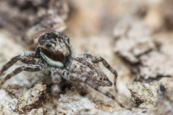 Μακροεντολή έντομο αράχνη — Φωτογραφία Αρχείου