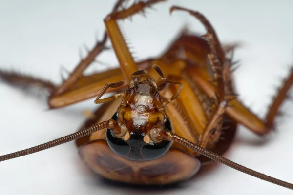 Macro de cucarachas de insectos del orden Blattodea —  Fotos de Stock