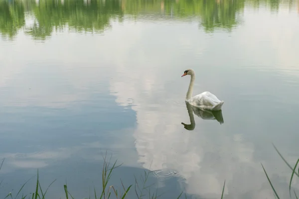 Cisne blanco mudo —  Fotos de Stock