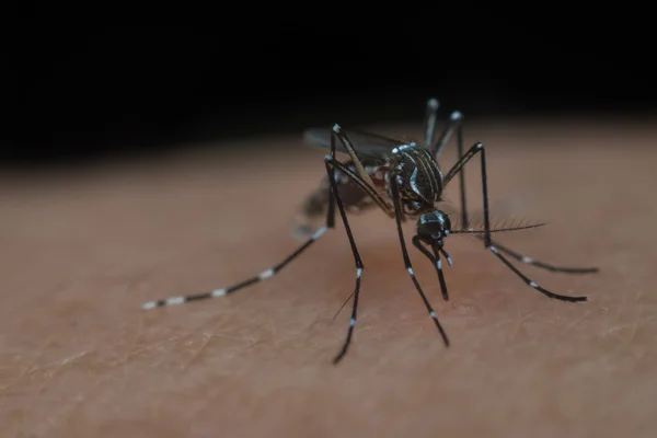 Macro de sangue sugador de mosquitos — Fotografia de Stock