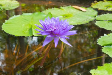 Lotus çiçek mor renk