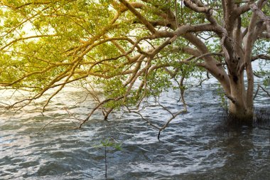 Mangrov forrest (Mulk sivri uç tanga)