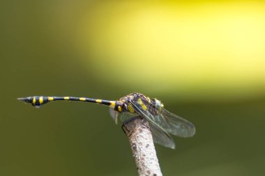 Yusufçuk sarı ve siyah