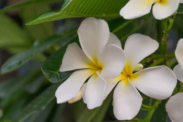 Flower (Plumeria flower) — Stock Photo, Image