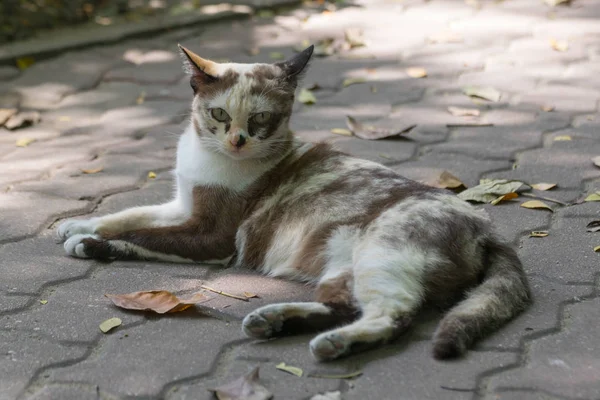 泰国的可爱猫咪 — 图库照片