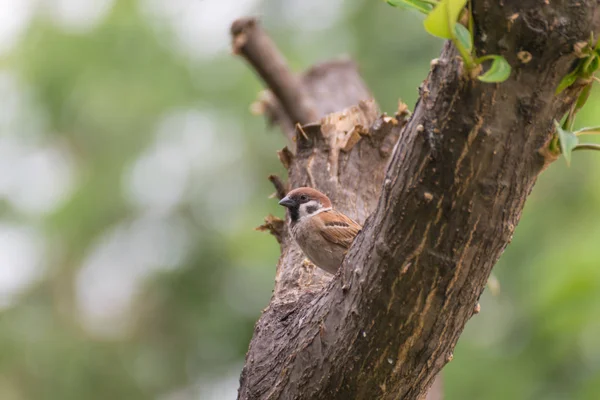 Pássaro (Pardal da Árvore Eurasiática) em uma árvore — Fotografia de Stock