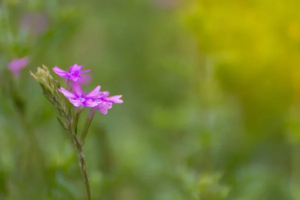 Fiore viola, viola, colore rosa — Foto Stock