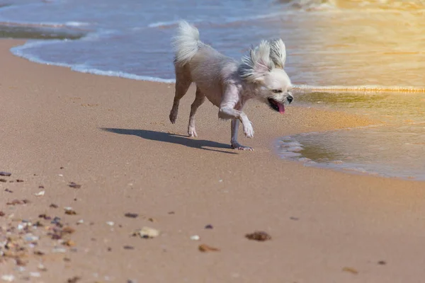 Perro tan lindo viaje en la playa, color beige —  Fotos de Stock