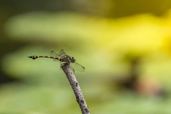 Libelle in gelb und schwarz — Stockfoto
