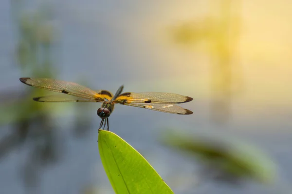 Драконяча муха в жовтому і чорному — стокове фото