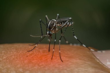 Kan emme makro sivrisinek (Aedes aegypti)