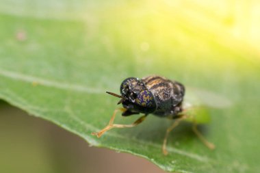 Makro böcek odak göz at