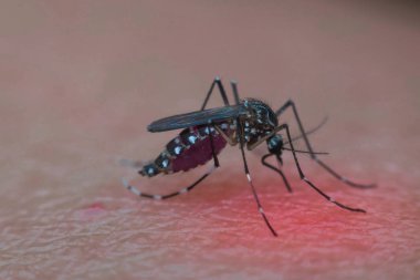 Kan emme makro sivrisinek (Aedes aegypti)