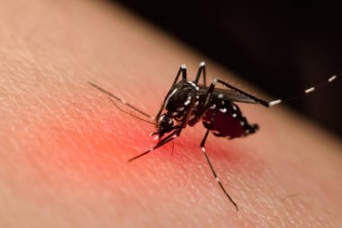 Kan emme makro sivrisinek (Aedes aegypti)