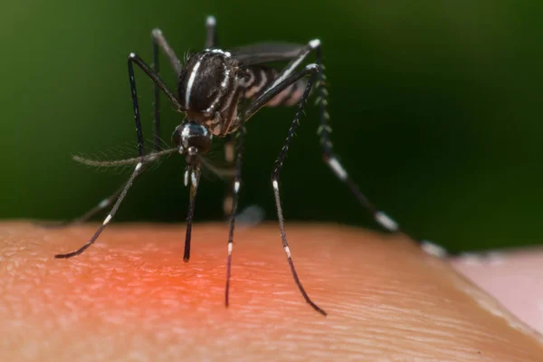 Macro de mosquito (Aedes aegypti) chupando sangre — Foto de Stock