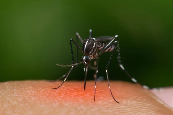 Macro do mosquito (Aedes aegypti) sugando sangue — Fotografia de Stock