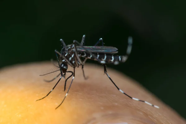 Macro do mosquito (Aedes aegypti) sugando sangue — Fotografia de Stock