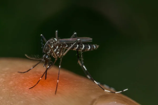 Kan emme makro sivrisinek (Aedes aegypti)