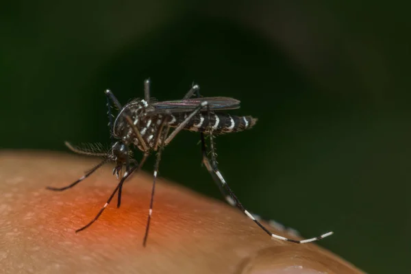 Makro der Mücke (aedes aegypti) beim Blutsaugen — Stockfoto