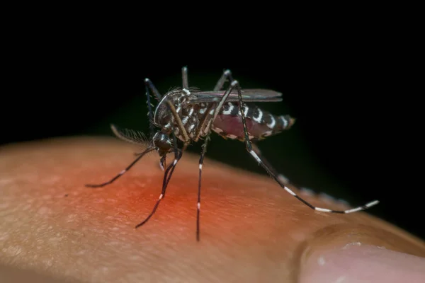 피를 빠는 모기 (Aedes aegypti)의 매크로 — 스톡 사진