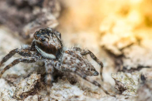 Makro von Spinneninsekten — Stockfoto