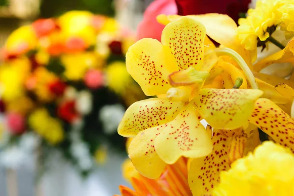 美しい蘭の花の花束 — ストック写真