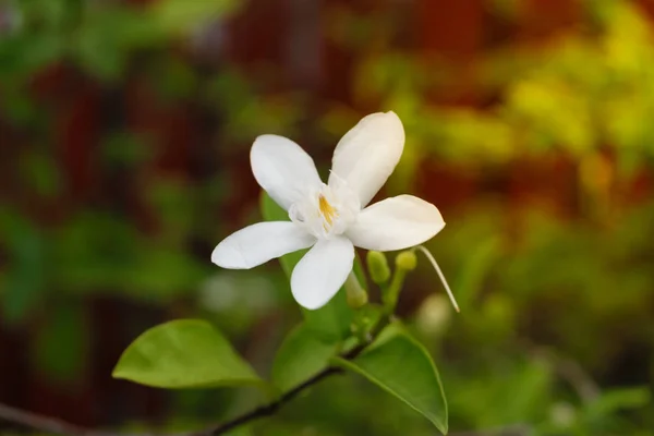 Bela flor branca — Fotografia de Stock