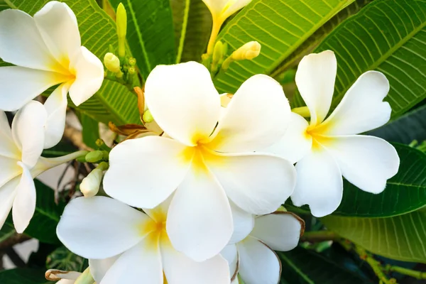 Όμορφο λευκό λουλούδι — Φωτογραφία Αρχείου