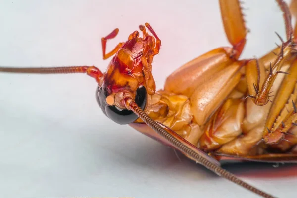 Makro owadów karaluch zamówienia Blattodea — Zdjęcie stockowe