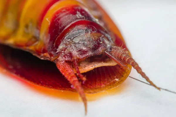 Macro of cockroach insects of the order Blattodea — Stock Photo, Image