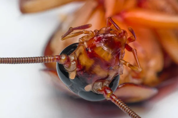 Macro de cucarachas de insectos del orden Blattodea —  Fotos de Stock