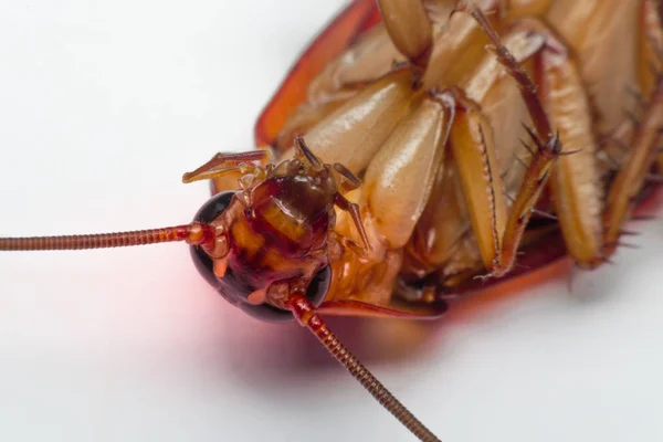 Macro of cockroach insects of the order Blattodea — Stock Photo, Image
